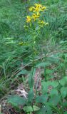 Solidago virgaurea