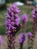 Liatris spicata. Верхняя часть соцветия с кормящейся сколией. Ростов-на-Дону, ботанический сад, в культуре. 02.07.2014.