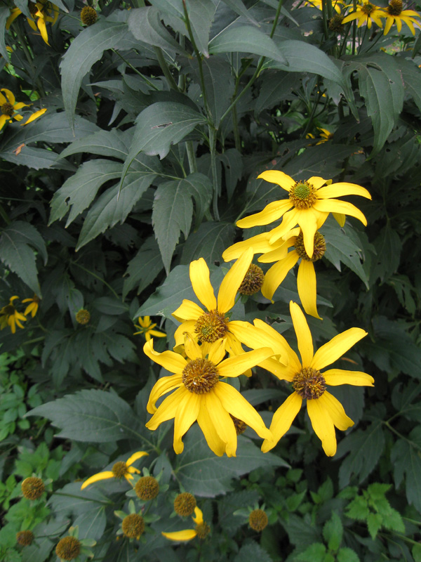 Изображение особи Rudbeckia laciniata.