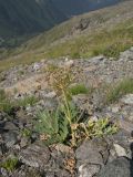 Heracleum freynianum