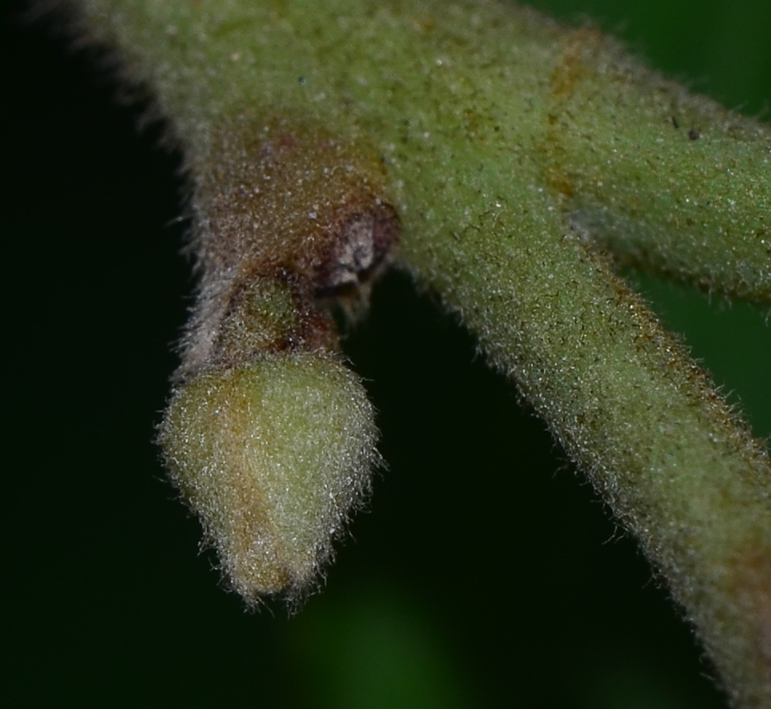 Image of Annona &times; atemoya specimen.