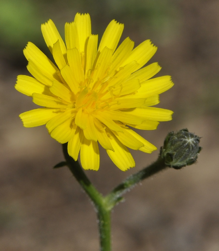 Image of Picris hieracioides specimen.