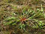 Juncus nastanthus