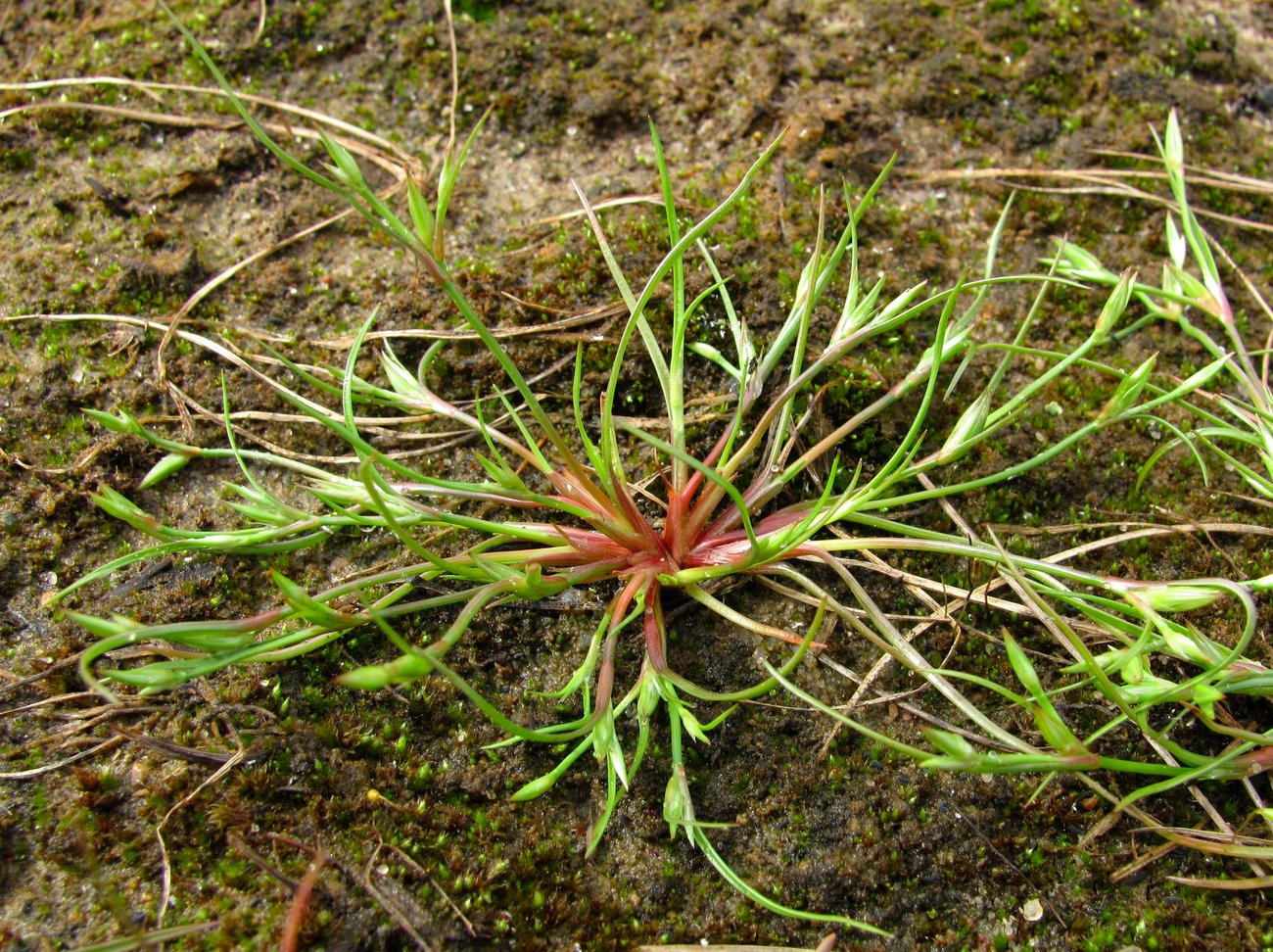 Image of Juncus nastanthus specimen.