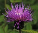 Cirsium heterophyllum. Соцветие. Московская обл., Раменский р-н, окр. ж.-д. платформы Хрипань, просека под ЛЭП. 26.06.2014.