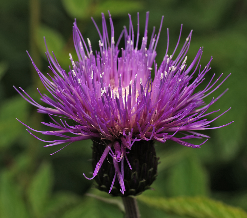 Изображение особи Cirsium heterophyllum.