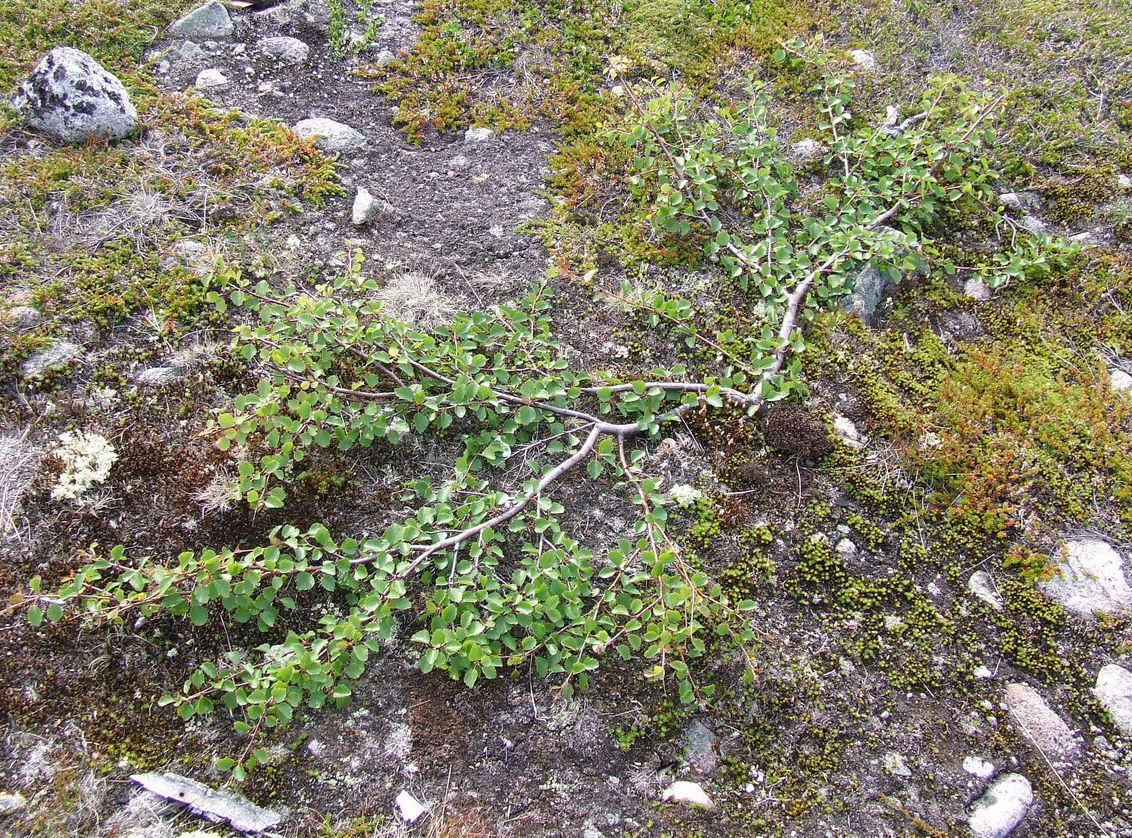 Изображение особи Betula × alpestris.
