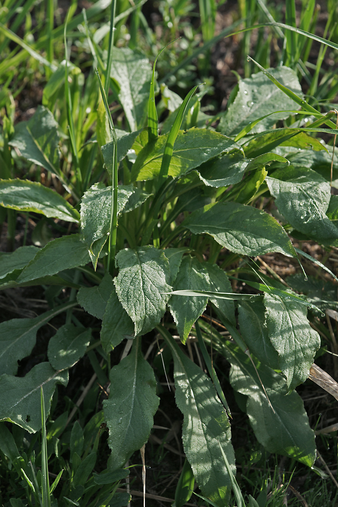 Image of Solidago virgaurea specimen.