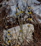 Ephedra foeminea