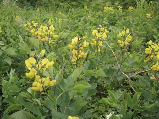 Image of Thermopsis lupinoides specimen.