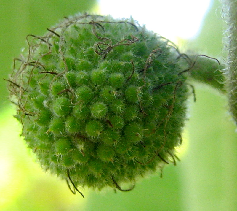 Image of Broussonetia papyrifera specimen.