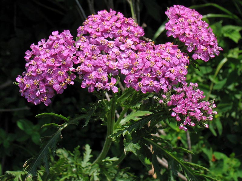 Изображение особи Achillea carpatica.