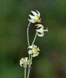 Zigadenus sibiricus