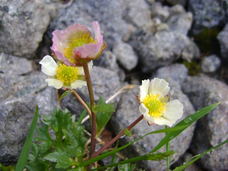 Изображение особи Beckwithia glacialis.