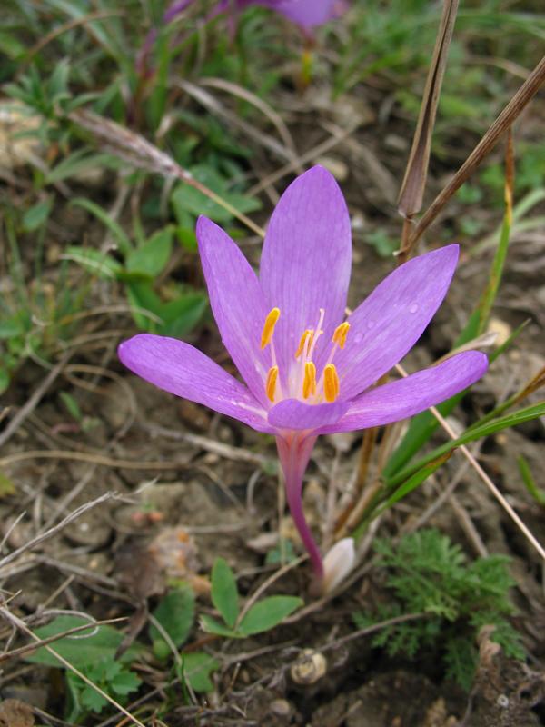 Изображение особи Colchicum laetum.