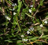 Euphrasia maximowiczii