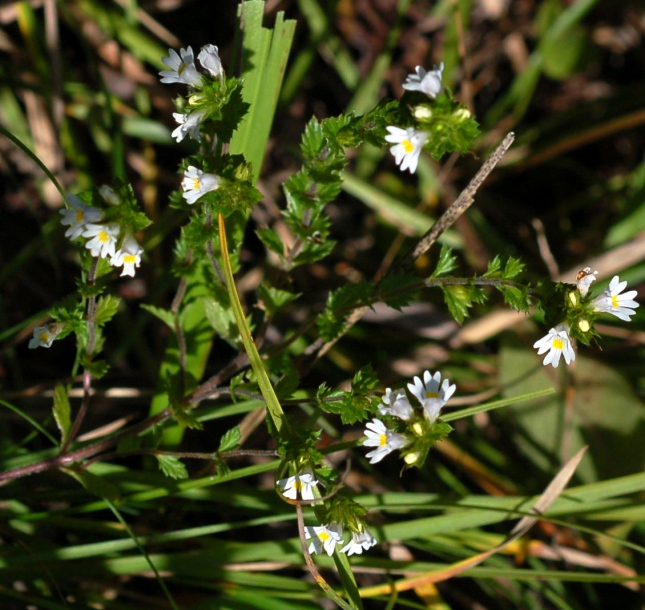 Изображение особи Euphrasia maximowiczii.