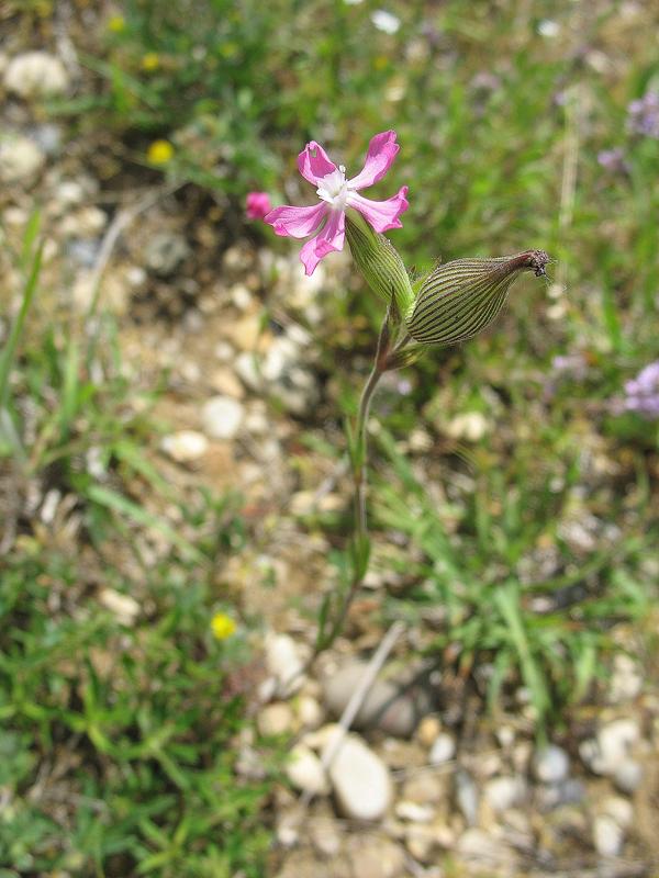 Image of genus Pleconax specimen.