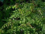 Amorpha fruticosa. Расцветающее растение (отдельные пластинки листьев длиной до 3-4 см). Киев, опушка Святошинского леса вдоль Житомирского шоссе. 2 июня 2008 г.