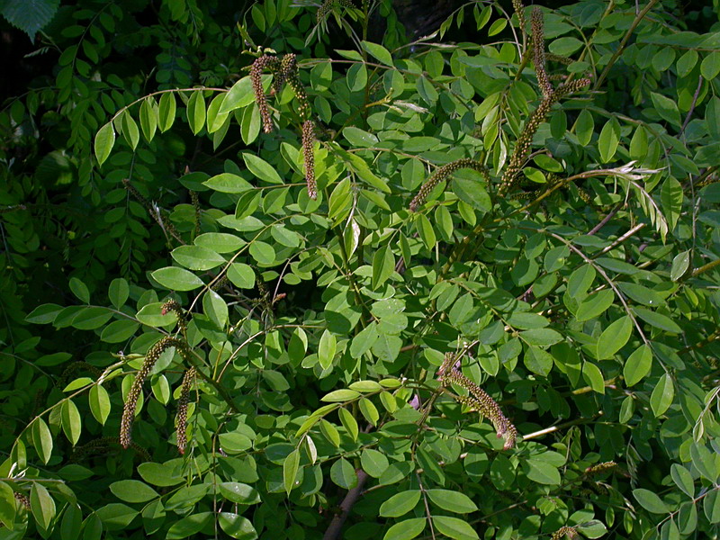 Изображение особи Amorpha fruticosa.