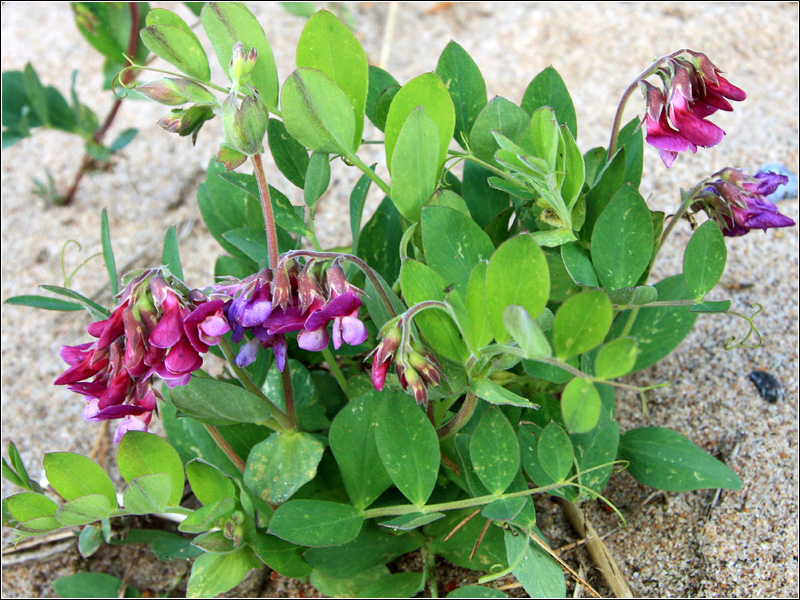 Изображение особи Lathyrus japonicus ssp. maritimus.