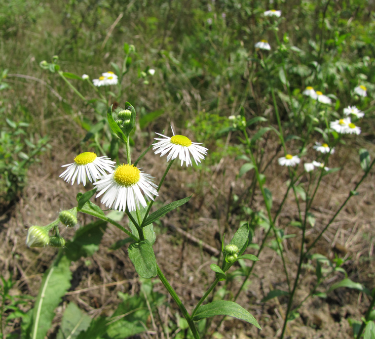 Image of Erigeron annuus specimen.