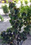 Acalypha wilkesiana. Взрослое растение. Андаманские острова, остров Нил, в культуре. 02.01.2015.