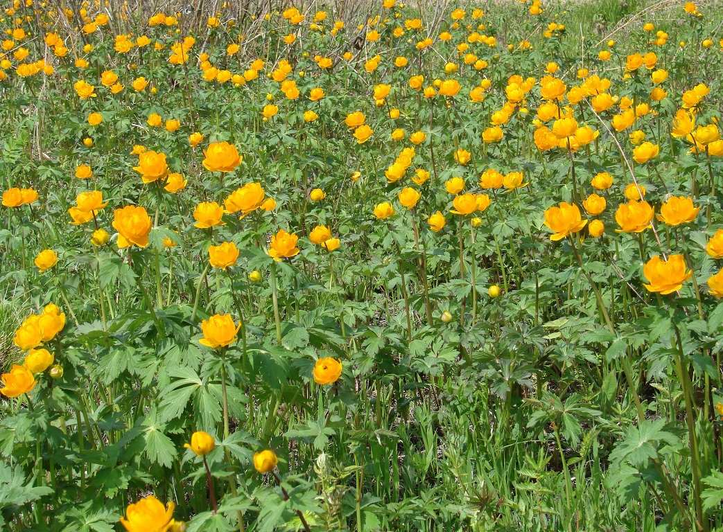 Image of Trollius asiaticus specimen.