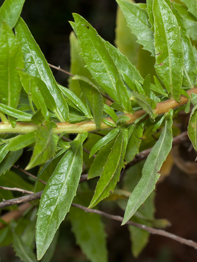 Image of Dittrichia viscosa specimen.