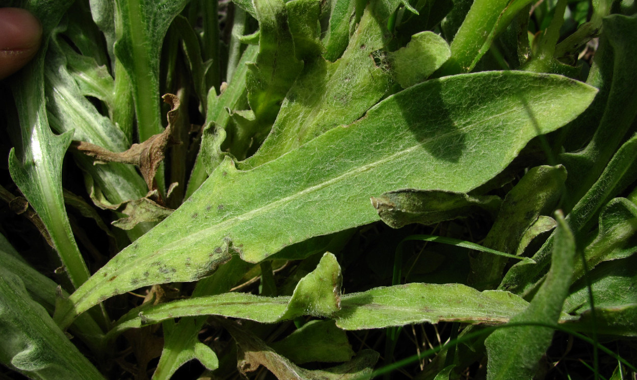 Image of Centaurea cheiranthifolia specimen.