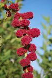 Amaranthus caudatus