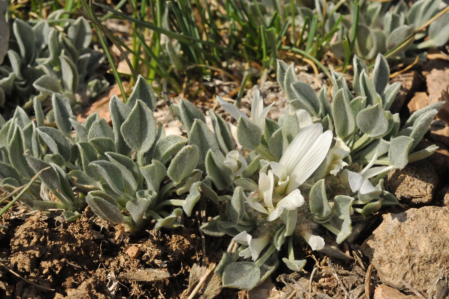 Изображение особи Astragalus alberti.