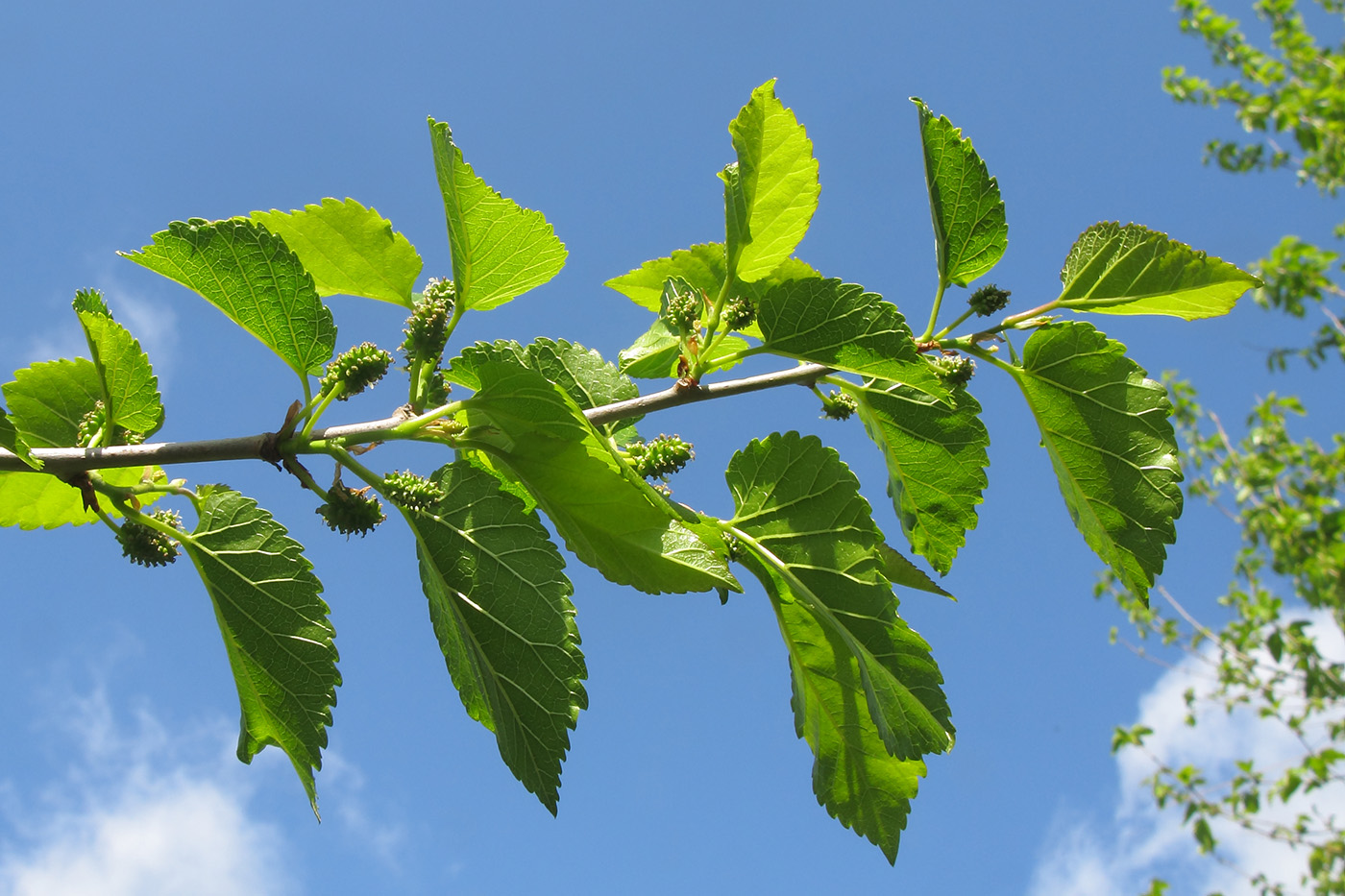 Изображение особи Morus alba.