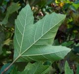 genus Platanus