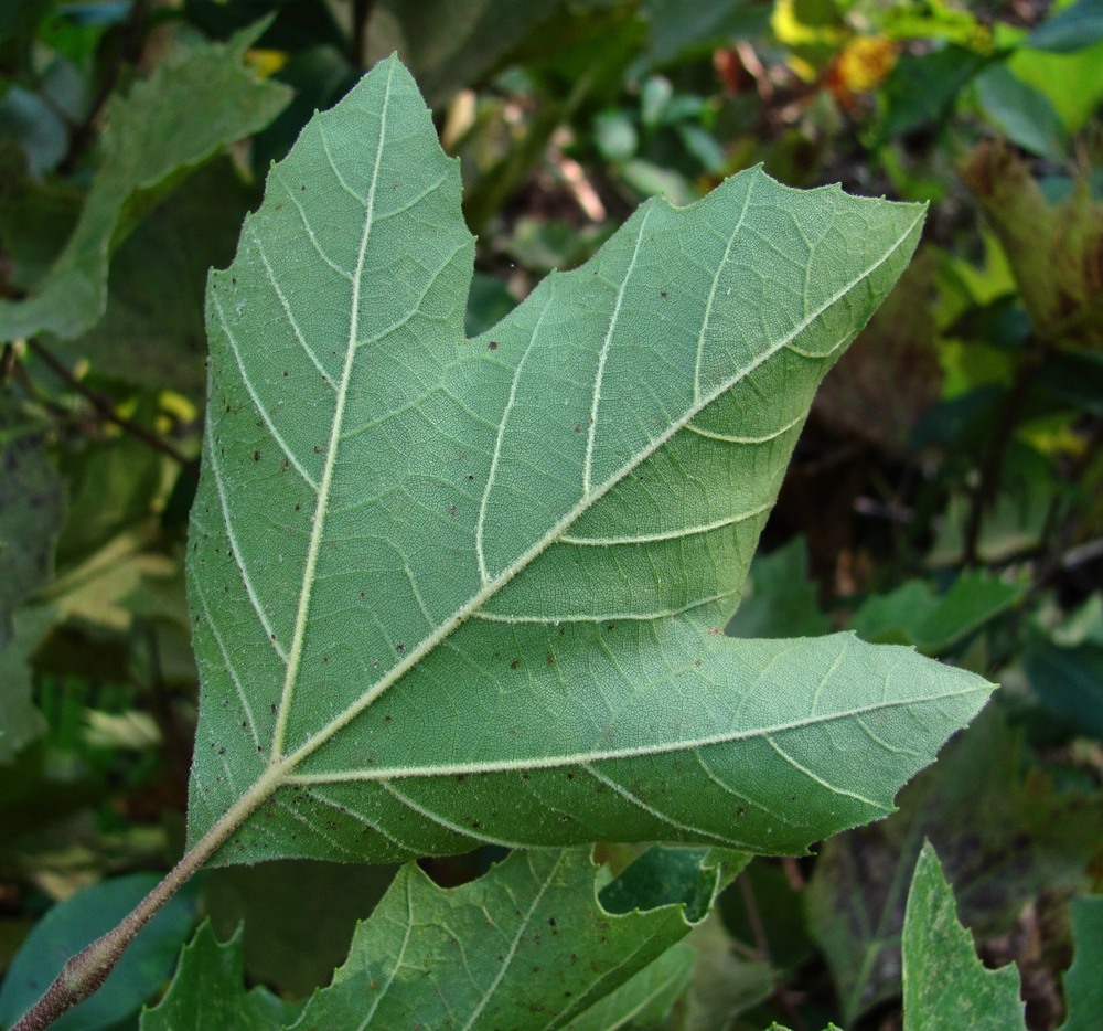 Изображение особи род Platanus.