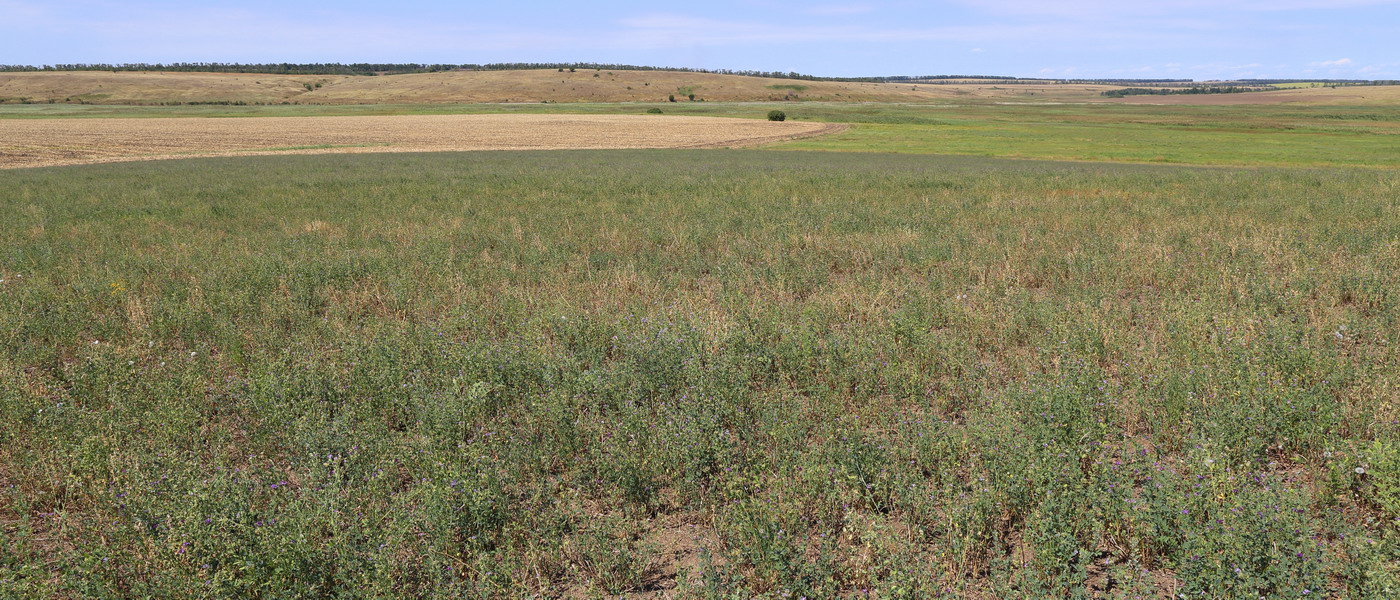 Image of Medicago sativa specimen.