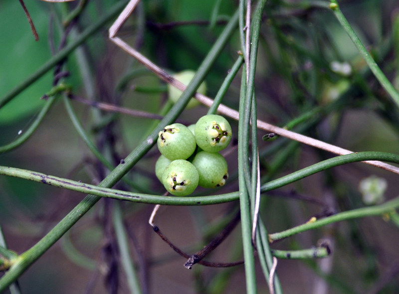 Image of Cassytha filiformis specimen.