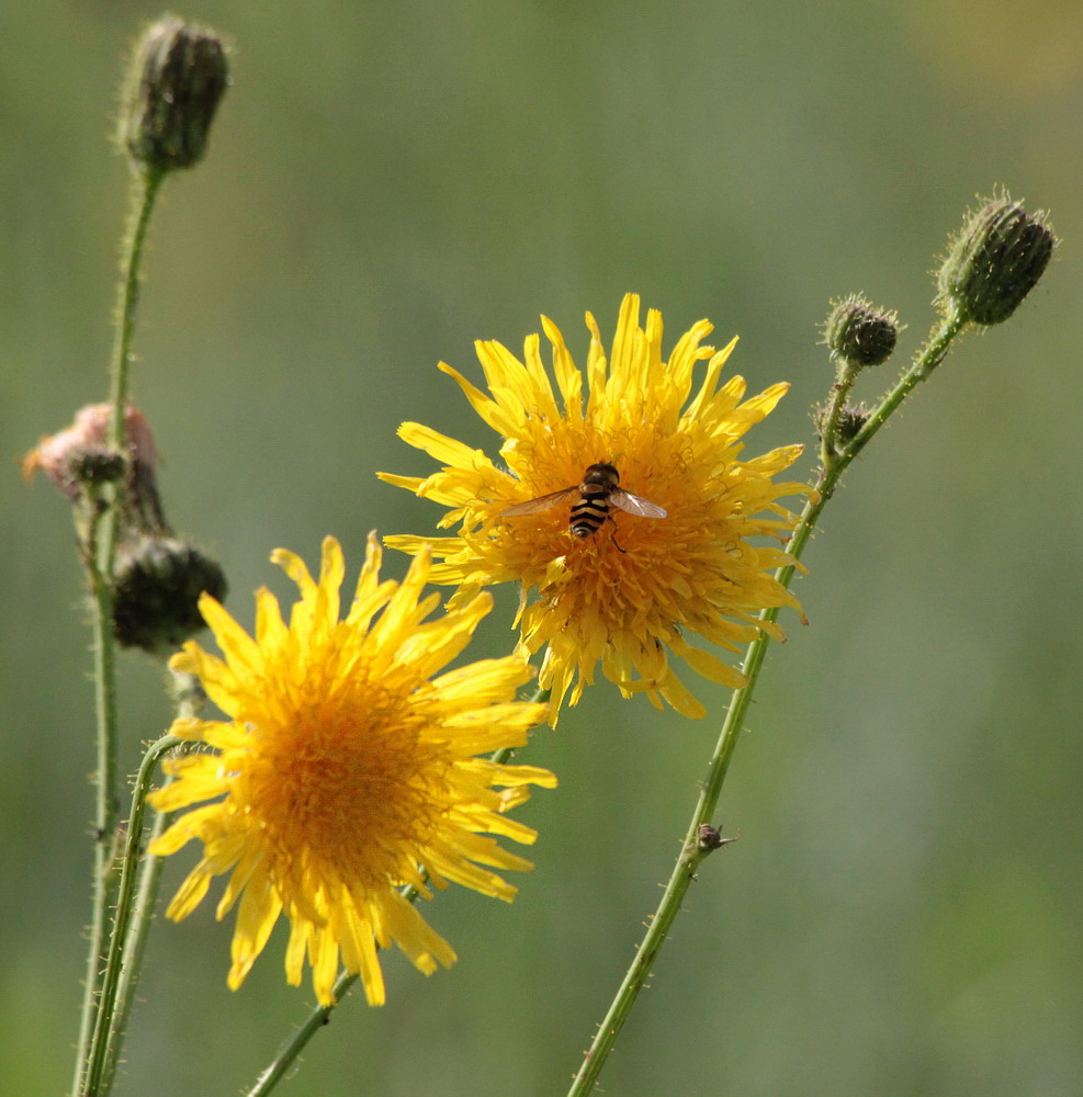 Image of Sonchus arvensis specimen.