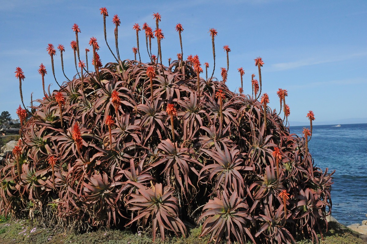 Image of Aloe arborescens specimen.