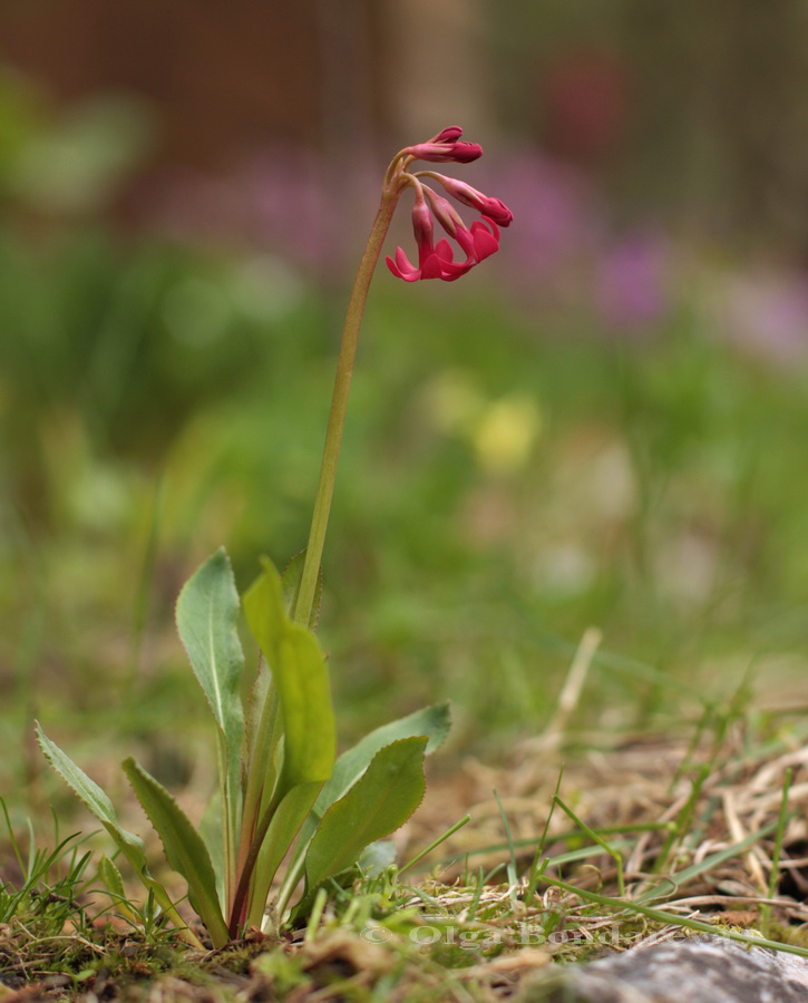 Изображение особи Primula maximowiczii.