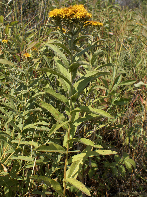 Изображение особи Inula germanica.