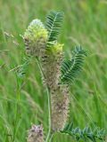 Astragalus alopecurus