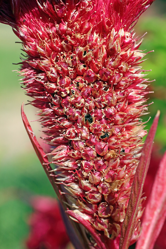 Изображение особи Celosia cristata.