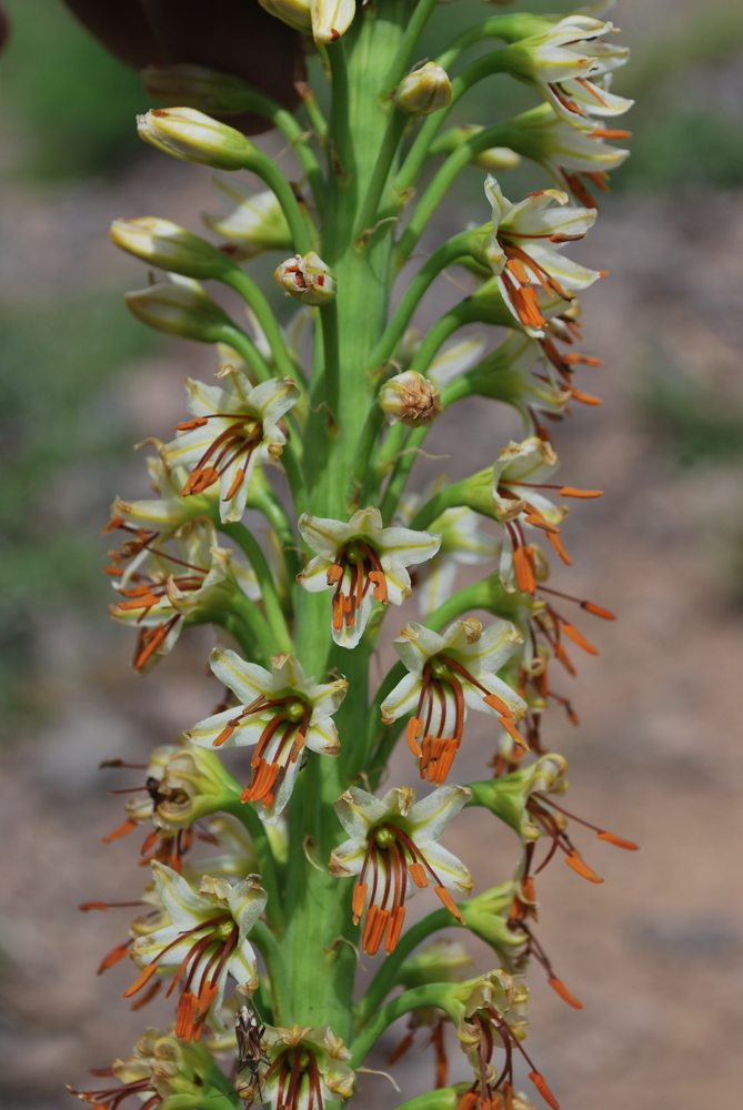 Image of Eremurus turkestanicus specimen.