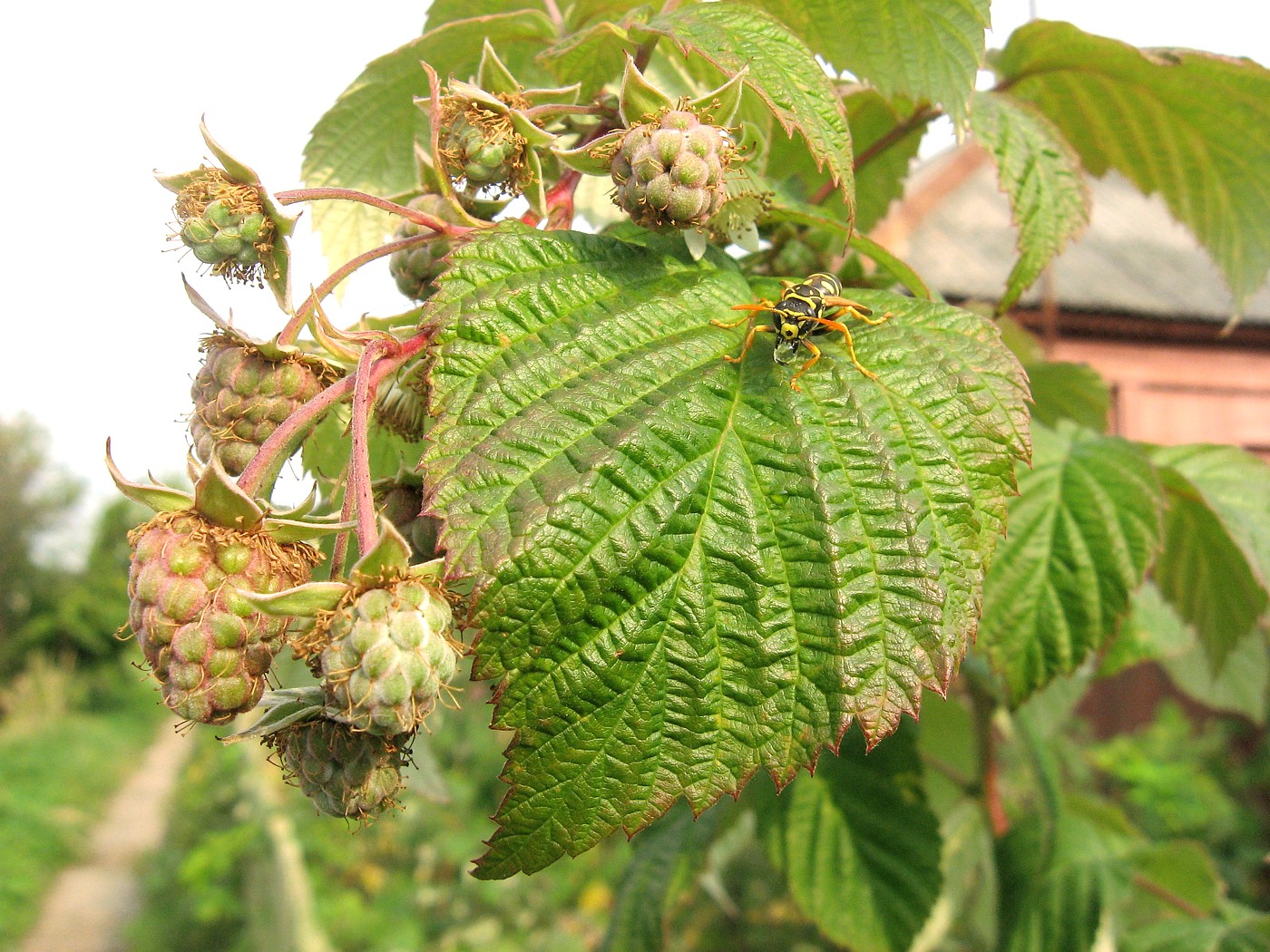 Изображение особи Rubus idaeus.