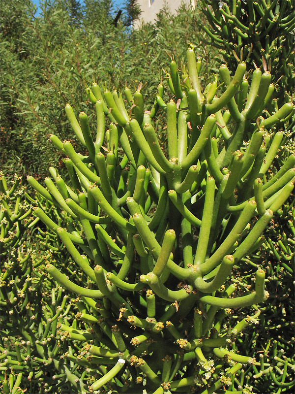 Image of Euphorbia tirucalli specimen.