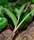 Commelina erecta