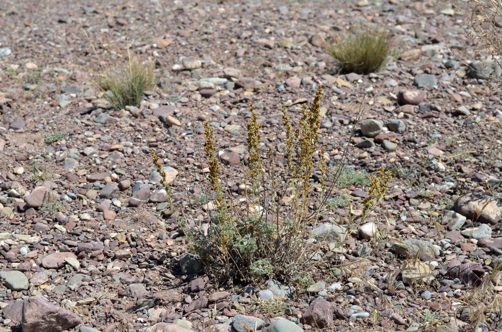 Image of genus Artemisia specimen.