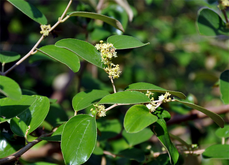 Image of Ziziphus jujuba specimen.