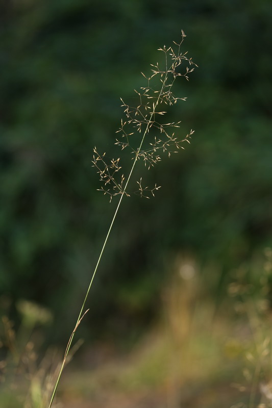 Изображение особи Agrostis tenuis.